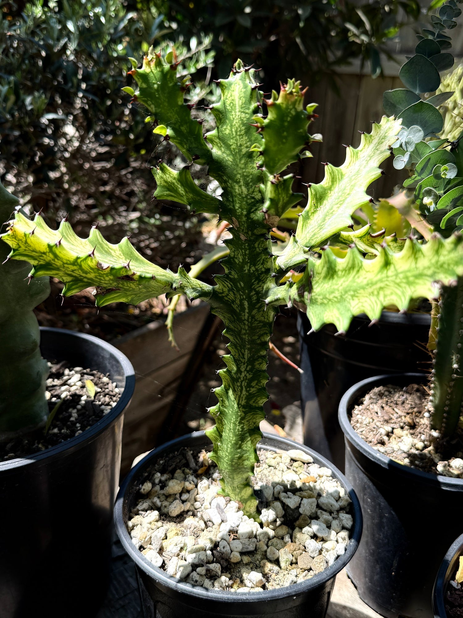 Euphorbia lactea 'Variegata' – White Ghost / Dragon Bones