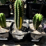 Colossus × VRG – Variegated Columnar Cactus Hybrid