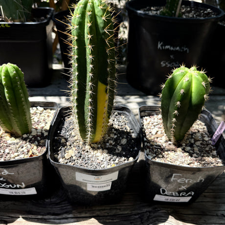 Colossus × VRG – Variegated Columnar Cactus Hybrid