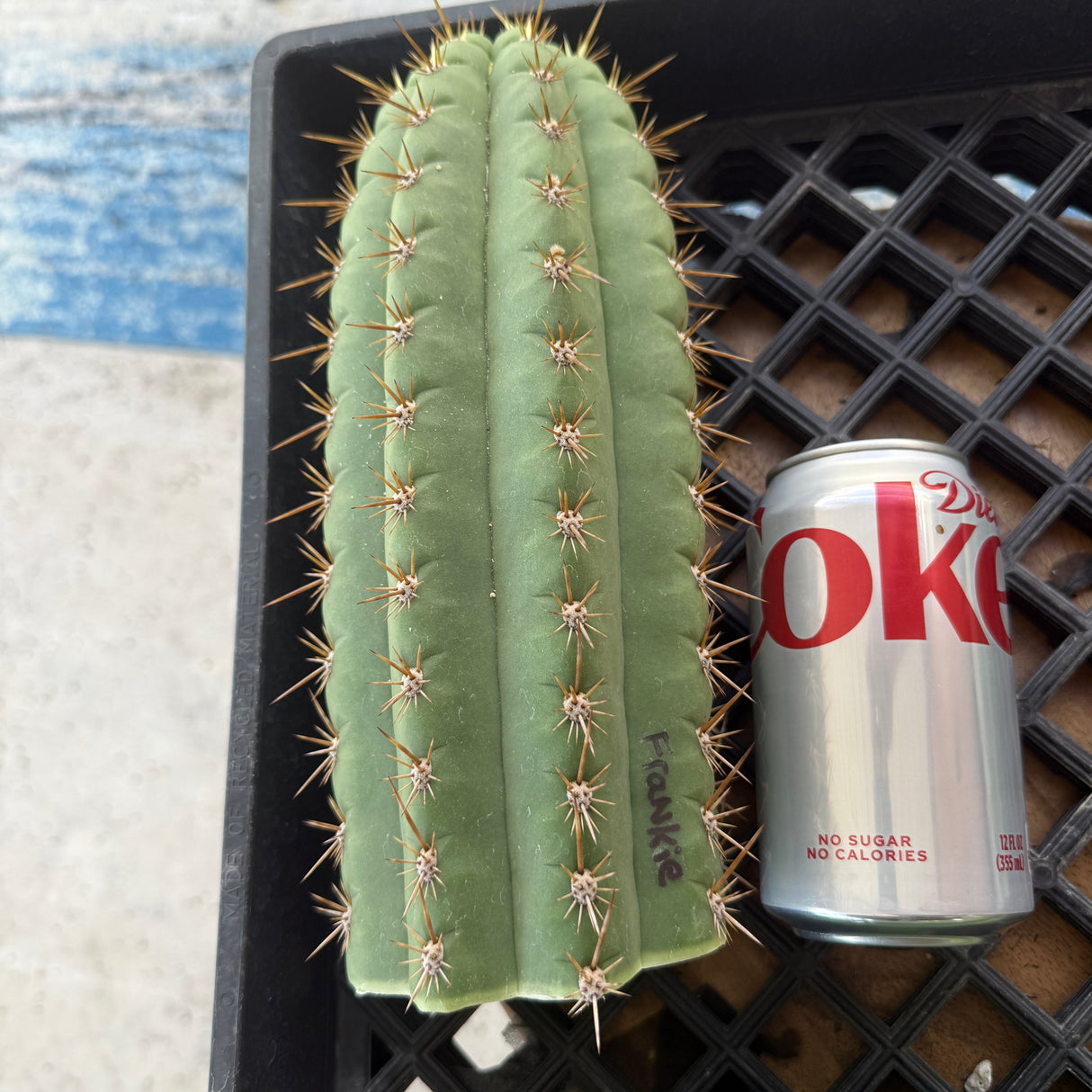 Frankie (Cuttings) - Plantstock