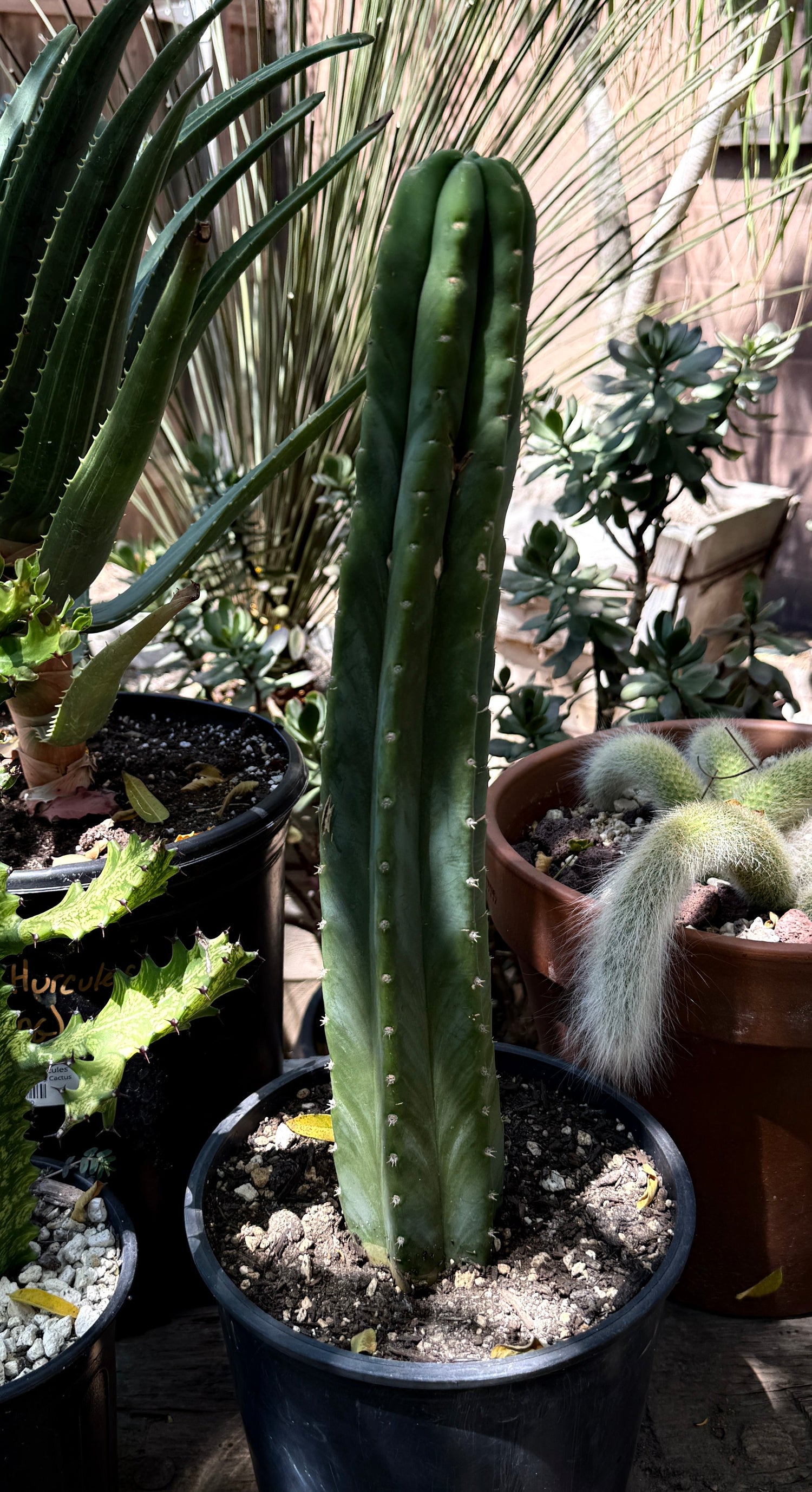 Predominant Cultivar -'PC' - Columnar Cactus