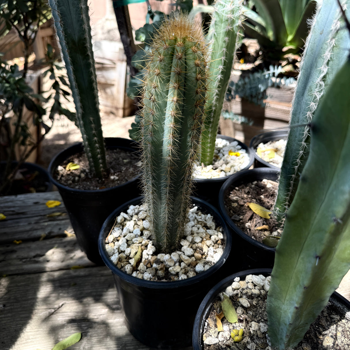 Pilosocereus azureus – Blue Torch Cactus