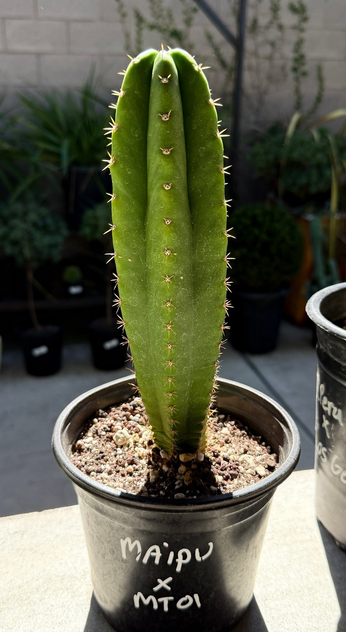 MAIPU x MT01- Columnar Cactus Hybrid