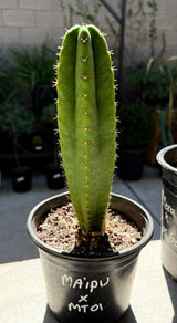MAIPU x MT01- Columnar Cactus Hybrid