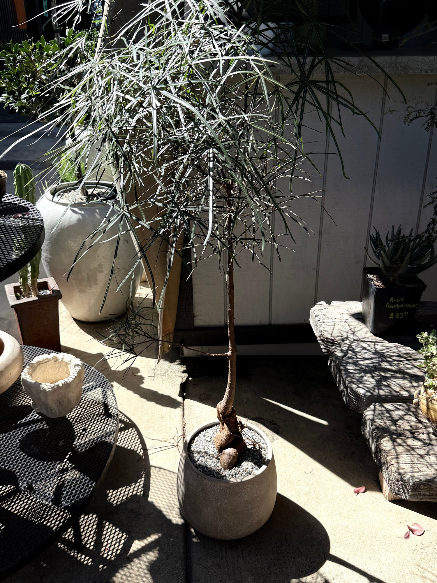 Queensland Bottle Tree – Brachychiton rupestris