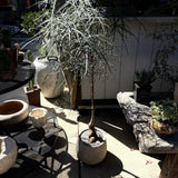 Queensland Bottle Tree – Brachychiton rupestris