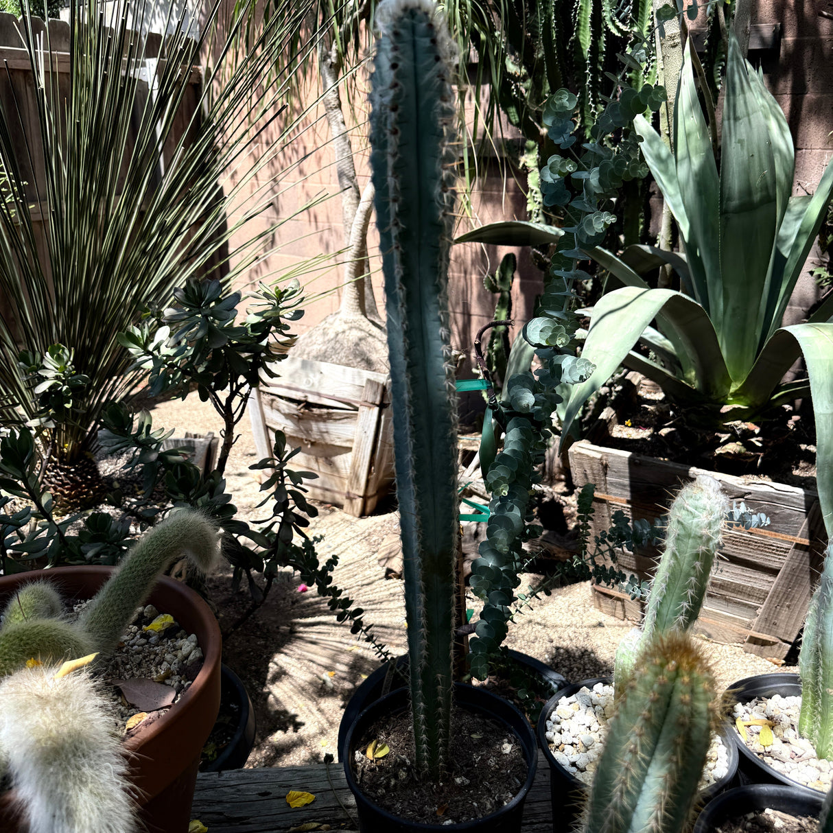 Pilosocereus pachycladus – Blue Torch Cactus