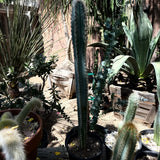 Pilosocereus pachycladus – Blue Torch Cactus