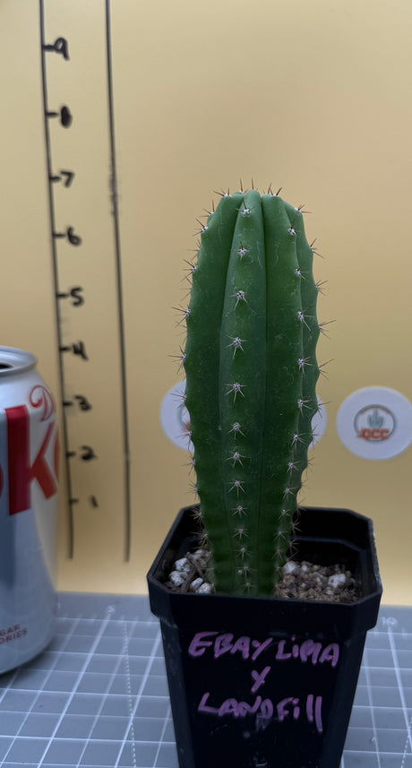 eBay Lima x Landfill (Yearlings)
