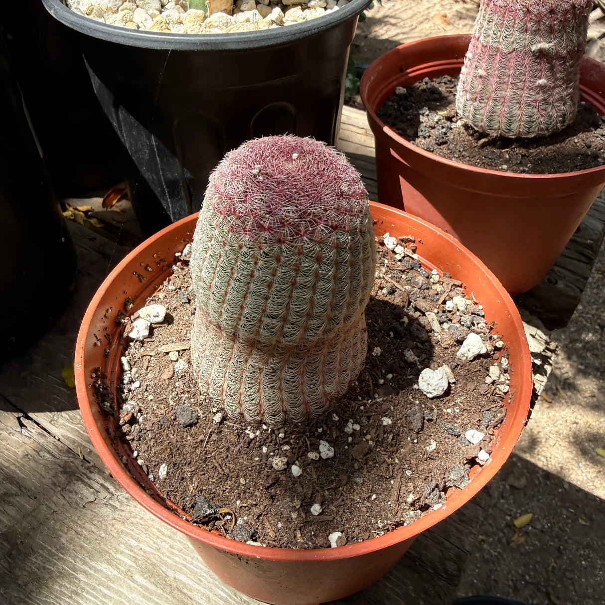 Rainbow Cactus – Echinocereus rigidissimus rubrispinus