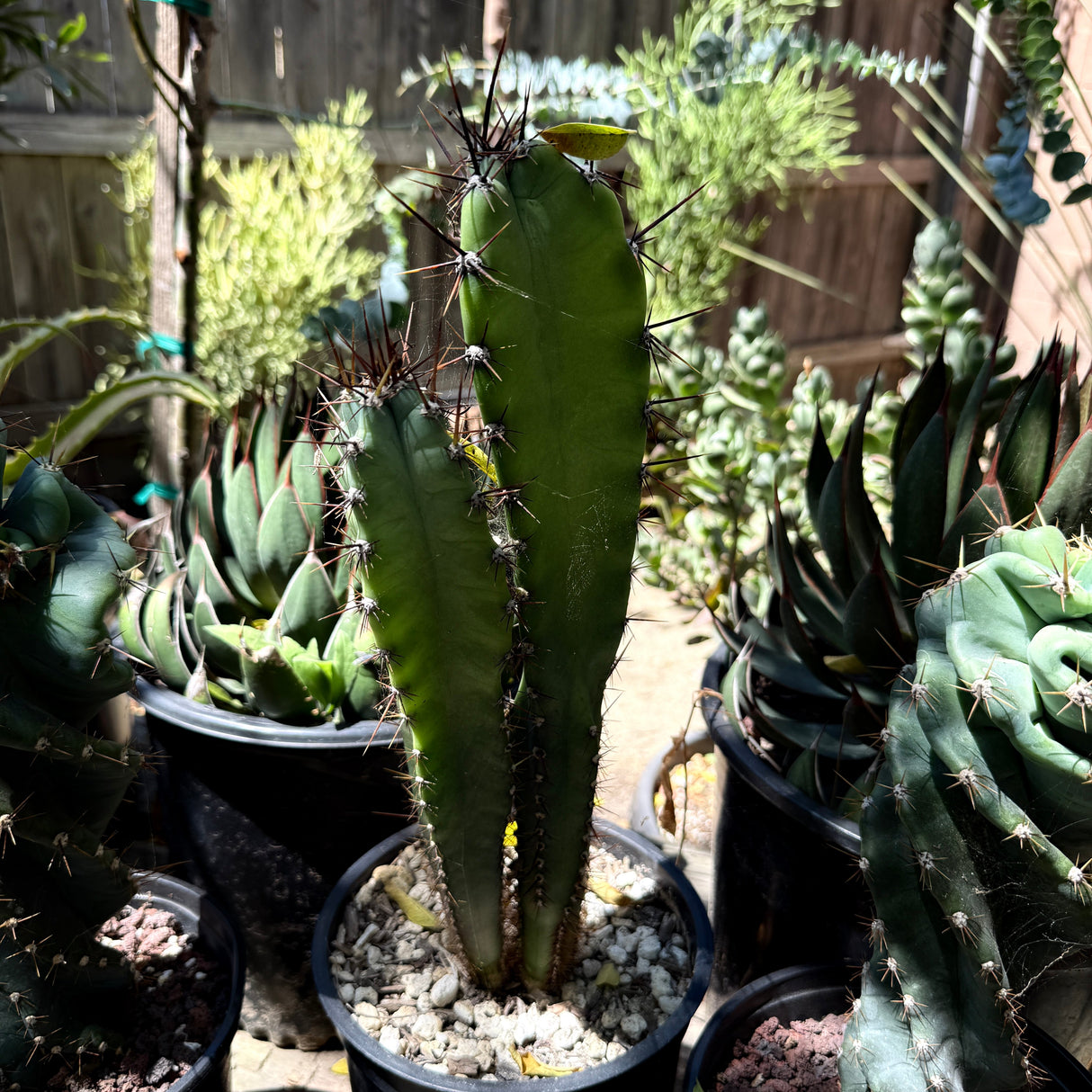 Cereus forbesii – Forbes' Columnar Cactus
