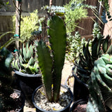 Cereus forbesii – Forbes' Columnar Cactus