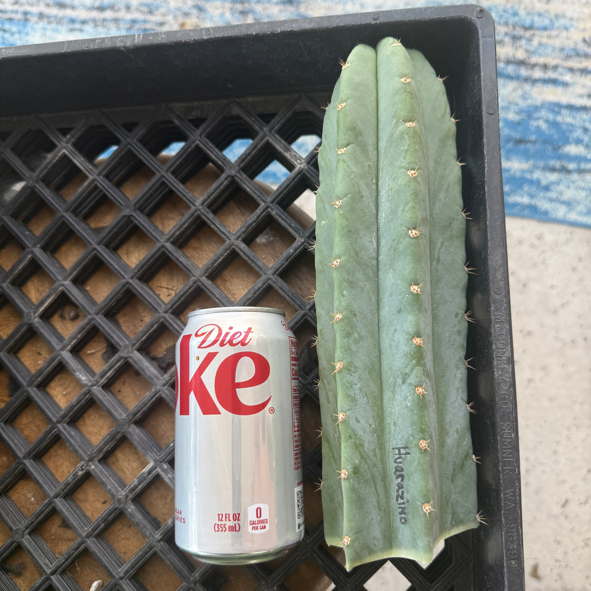 Huarazino (Cuttings)