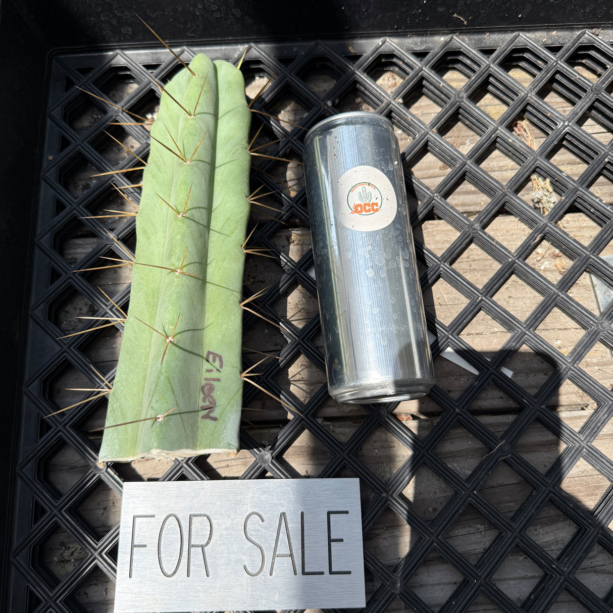 Eileen (Cuttings)