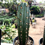 Echinopsis ‘Althea’ × BBG 48.1540 Blue Columnar Cactus