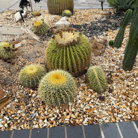 Barrell Cactus (Echinocactus Grusonii) - (Rooted Plants)
