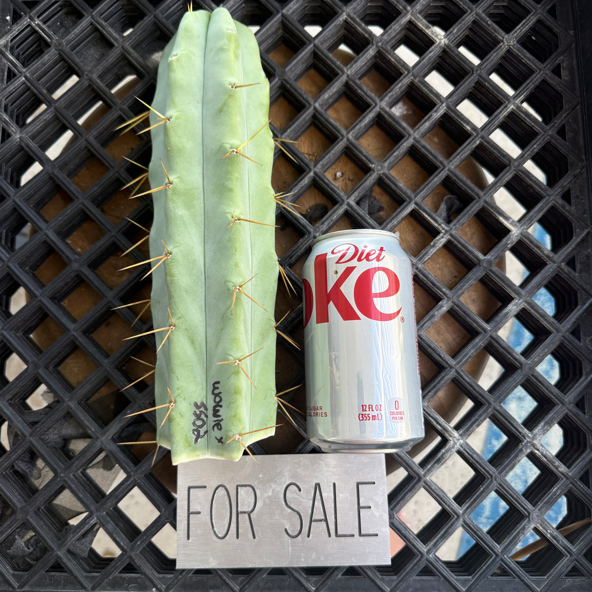 Wowie x SS02 (Cuttings)