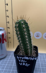 Uyupampensis x Val VRG (Yearlings)