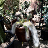 Monkey Tail Cactus – Cleistocactus colademononis