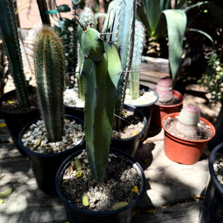 Myrtillocactus Geometrizans