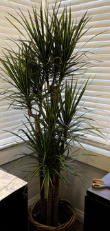 Dracaena 'Kiwi' – Ray of Sunshine Dragon Tree
