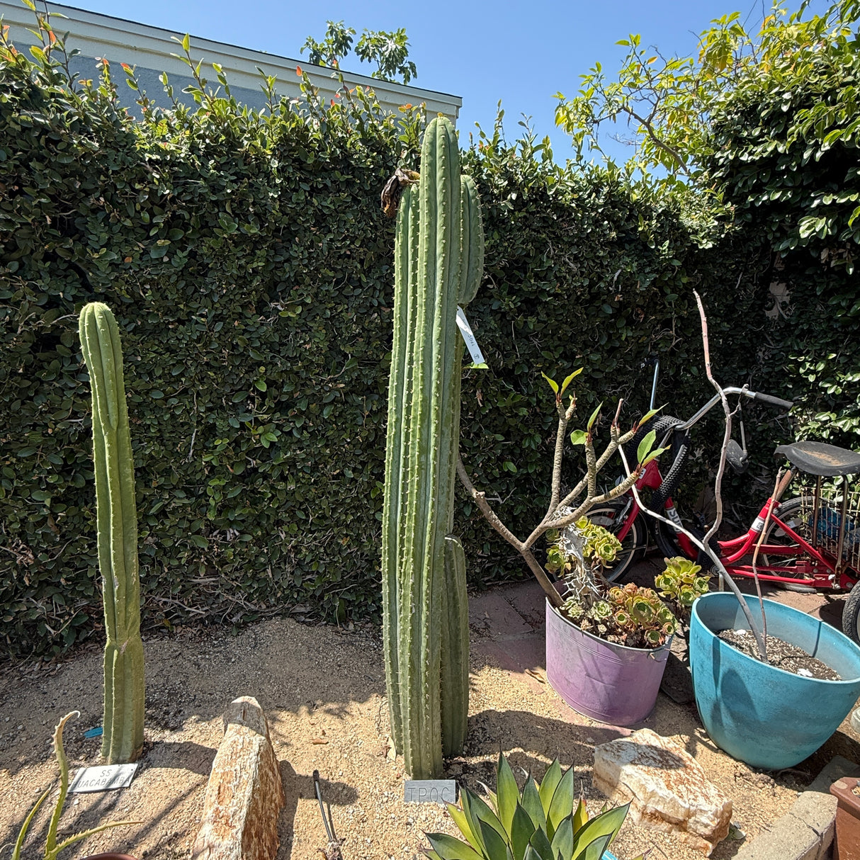 TPQC (Cuttings)