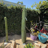 TPQC (Cuttings)