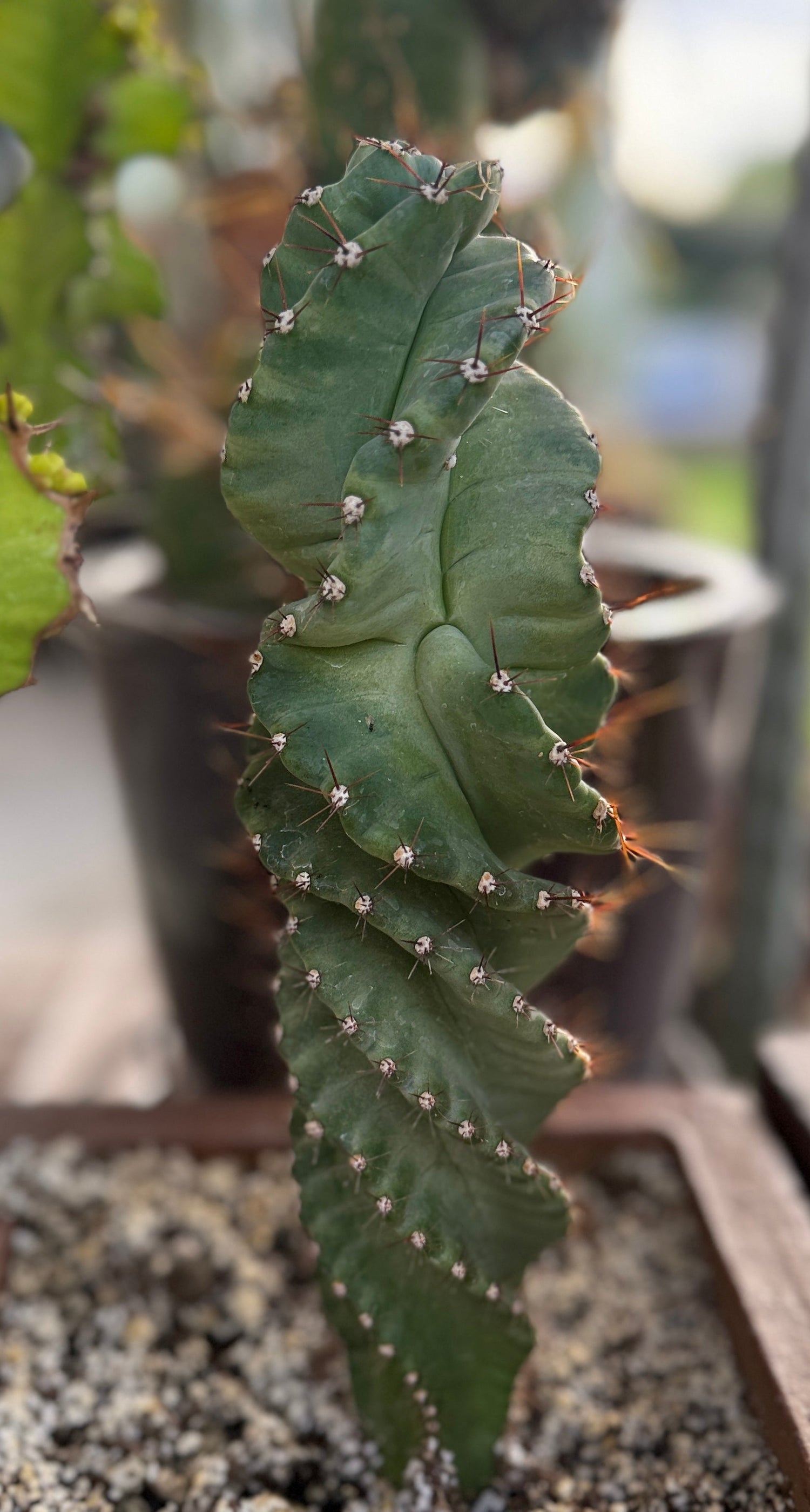 Cereus forbesii 'Spiralis' - Spiral Cactus