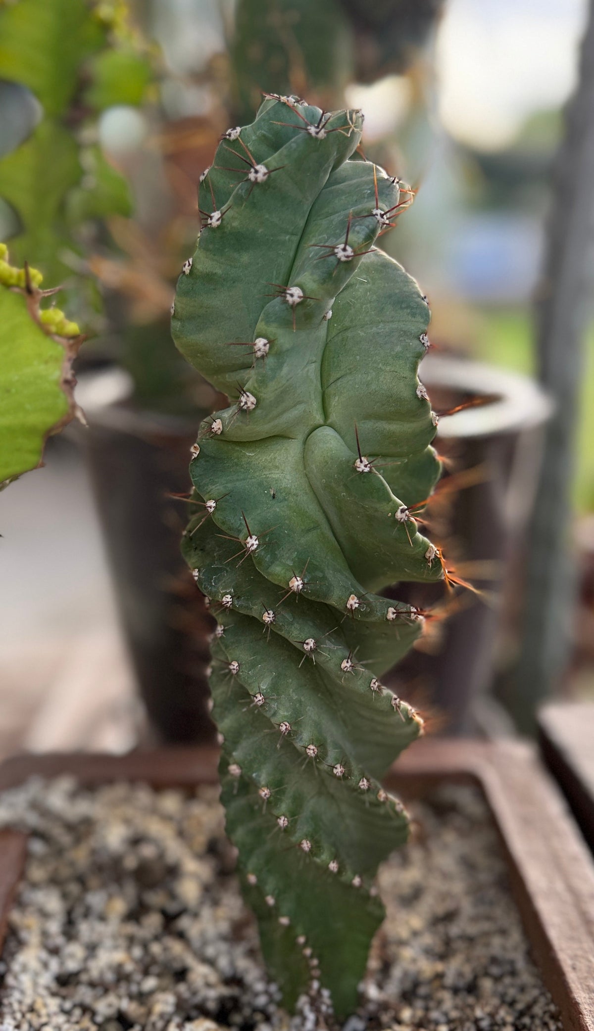 Cereus forbesii 'Spiralis' - Spiral Cactus