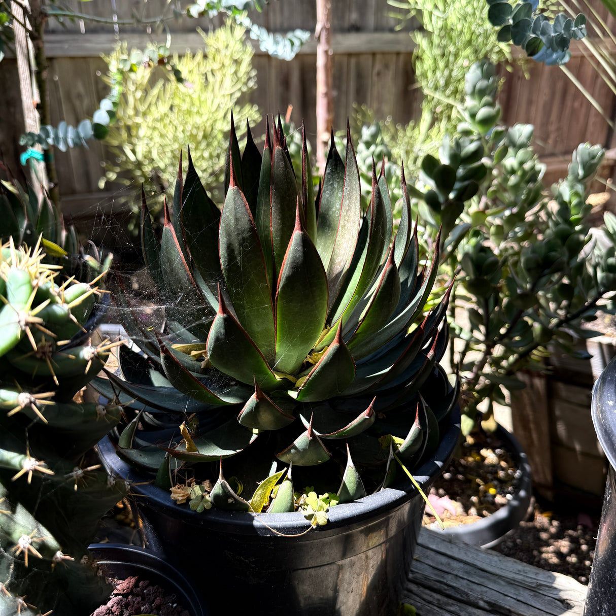 Agave 'Praying Hands' – x Mangave Hybrid Succulent