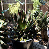 Agave 'Praying Hands' – x Mangave Hybrid Succulent