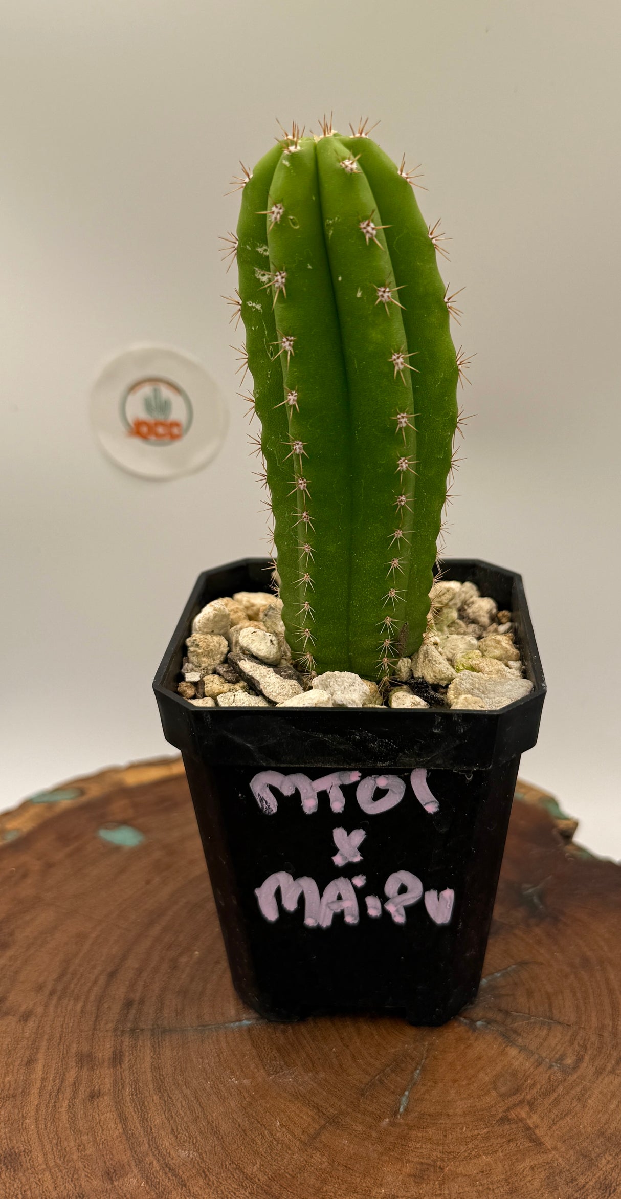 MT01 x Maipu (Yearlings)