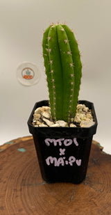MT01 x Maipu (Yearlings)