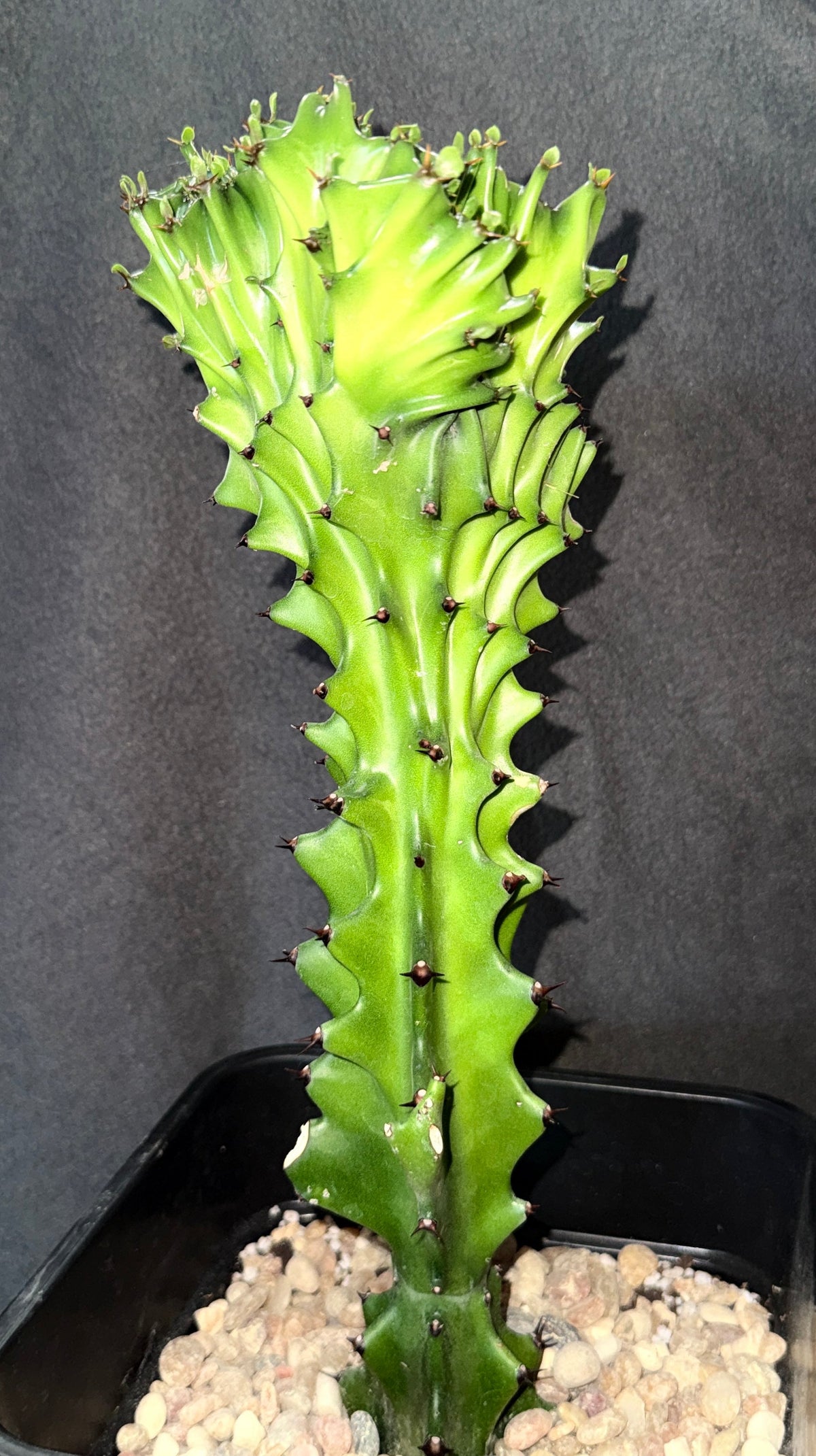 Euphorbia lactea cristata – Crested Elkhorn Euphorbia