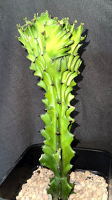 Euphorbia lactea cristata – Crested Elkhorn Euphorbia