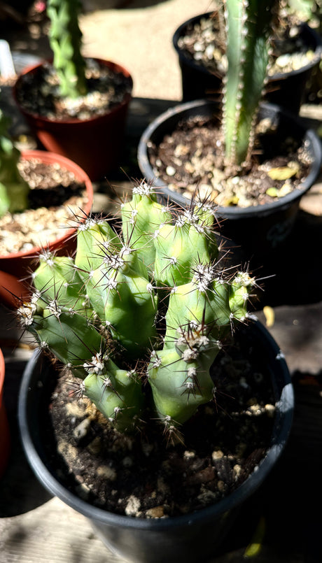 Cereus Repandus - Peruvian Apple Cactus