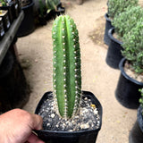 Colossus × VRG – Variegated Columnar Cactus Hybrid