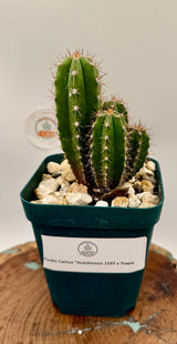 Pacific Cactus 'Hutchison 1597' x 'Yowie' - (Yearlings)