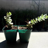 Crassula perforata – String of Buttons