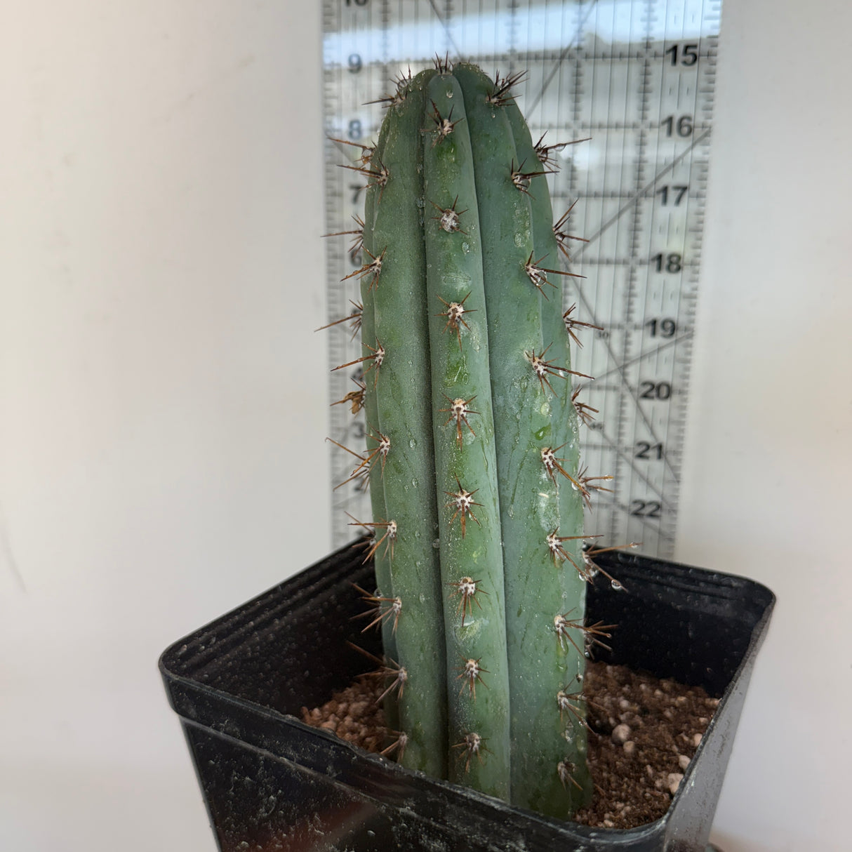 Sharxx Blue x Lora Jean - (Cuttings)