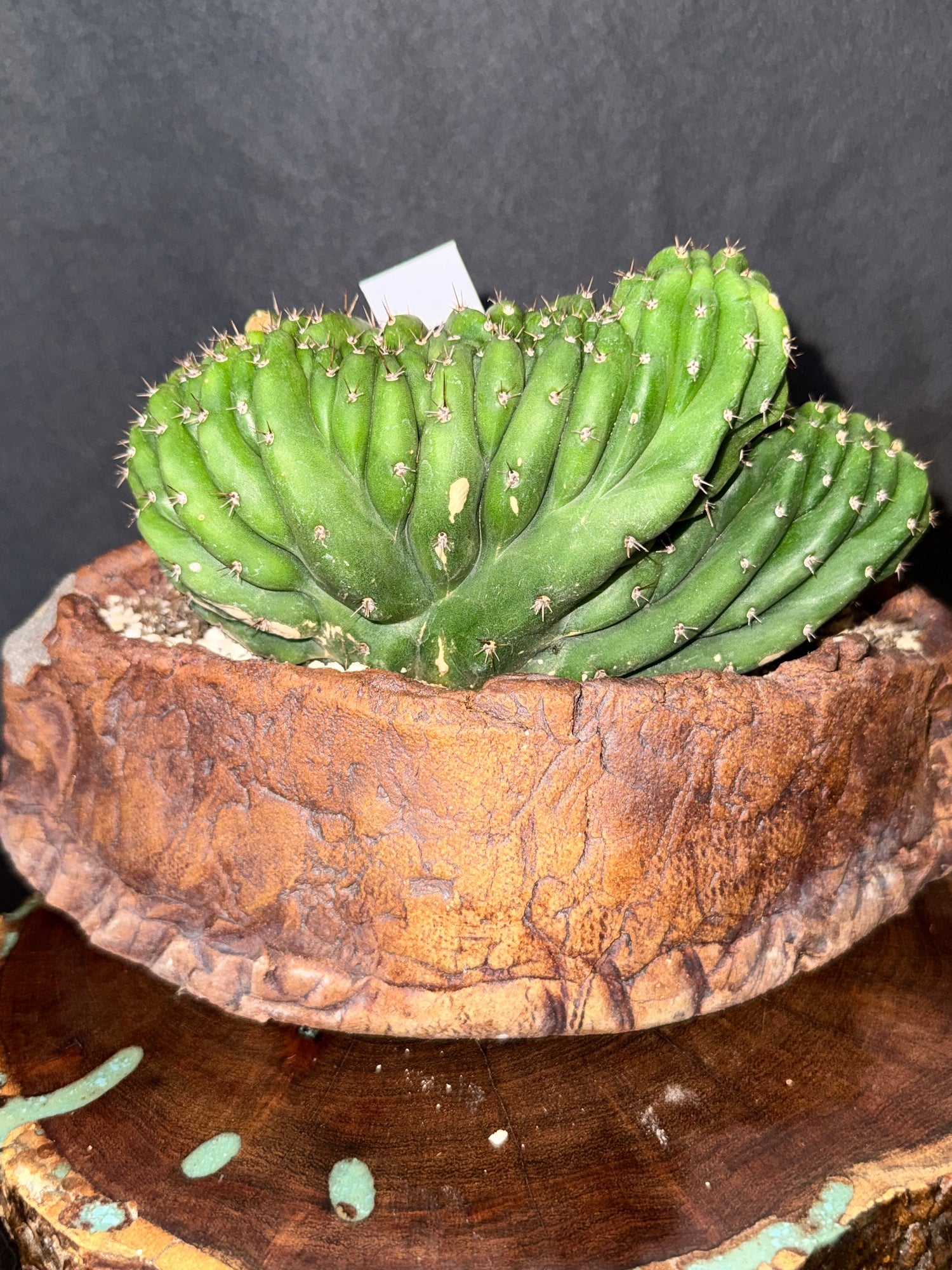 TPM - Cactus Clone -  Monstrose & Crested