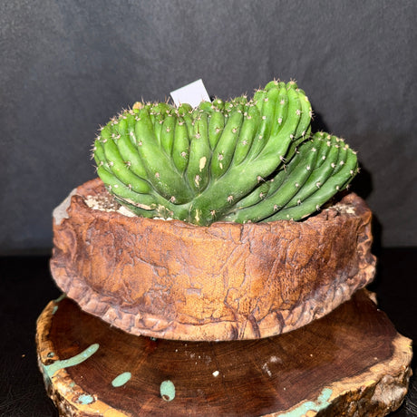 TPM - Cactus Clone -  Monstrose & Crested