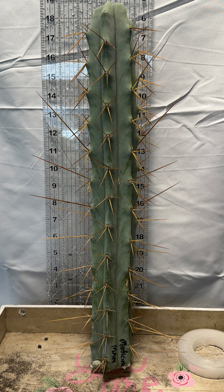 Medicine Man (Cuttings)