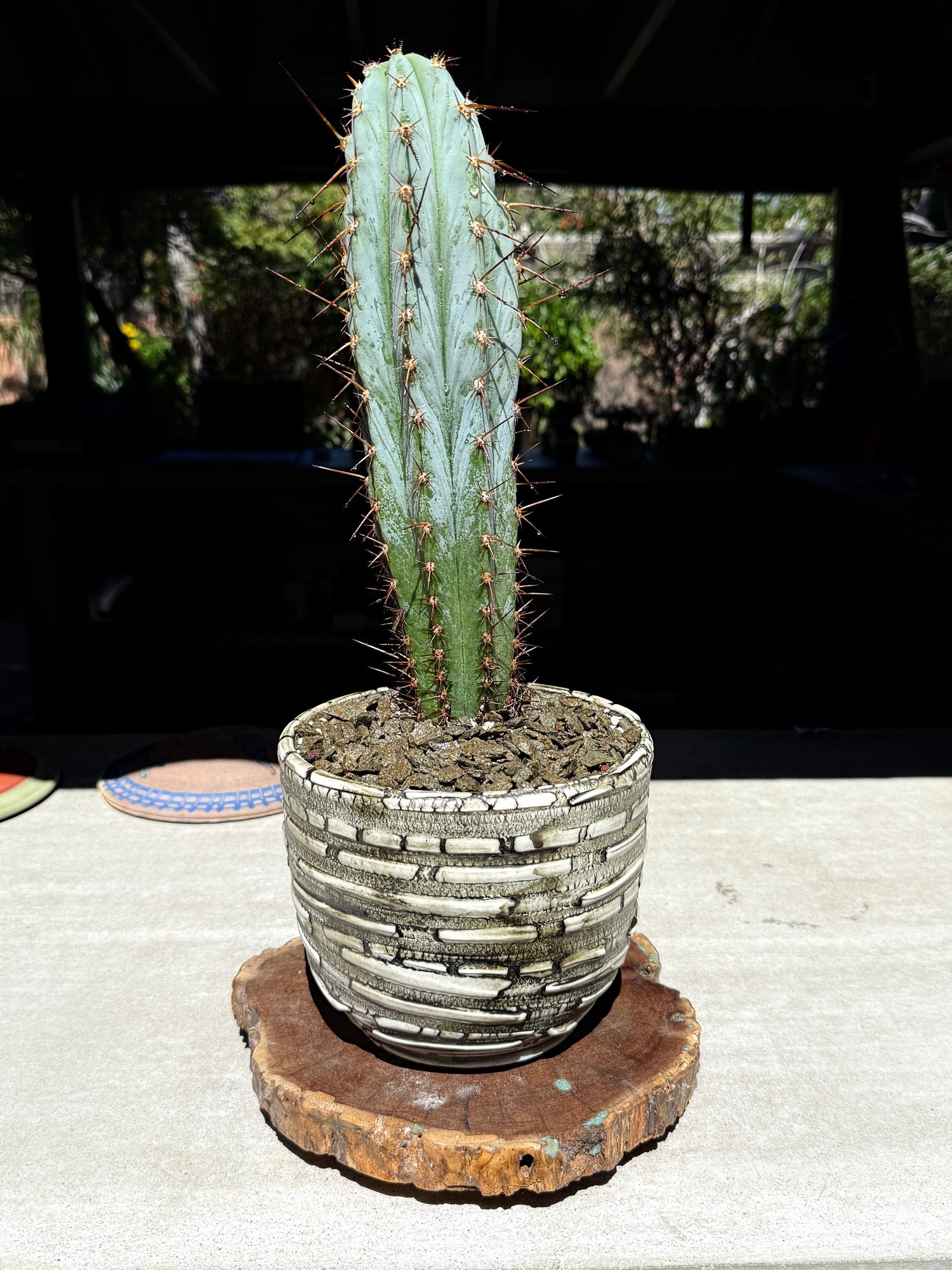 Echinopsis peruviana ‘Althea’ × ‘Sharxx Blue’ Cactus