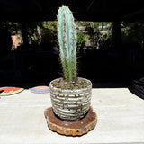 Echinopsis peruviana ‘Althea’ × ‘Sharxx Blue’ Cactus