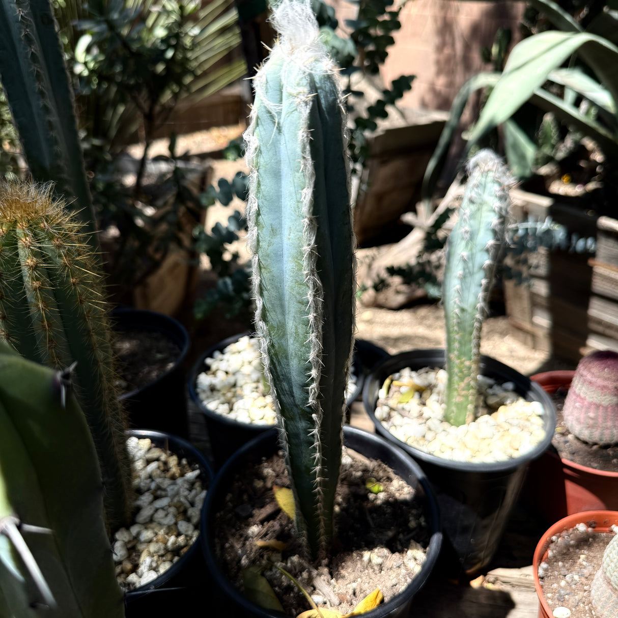 Pilosocereus pachycladus – Blue Torch Cactus