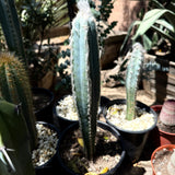 Pilosocereus pachycladus – Blue Torch Cactus