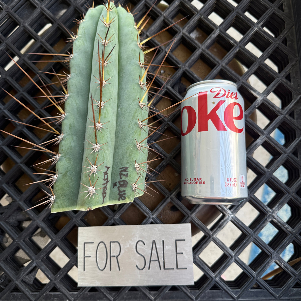 NZ Blue x Althea  'Pheno A' (Cuttings) - Plantstock