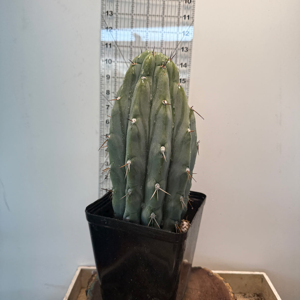 Arid Art Macrogonus (Cuttings)