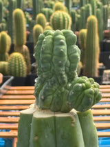 Myrtillocactus geometrizans cv. 'Glorp'